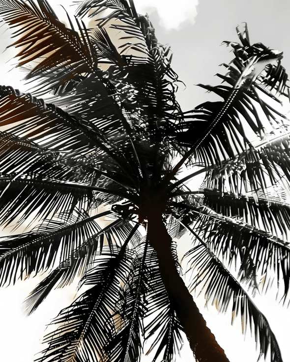 Palm Silhouettes